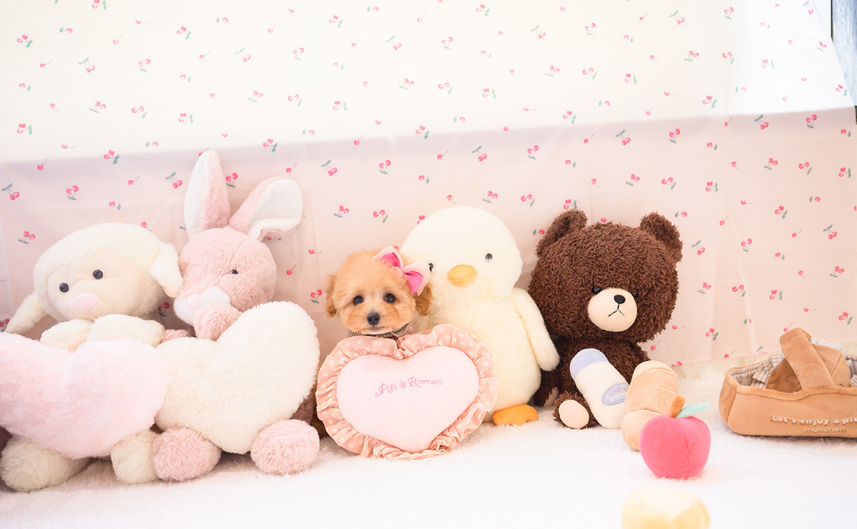 タイニープードルのアプリコットの女の子｜2026年2月7日生まれ｜No.11180｜画像7枚目