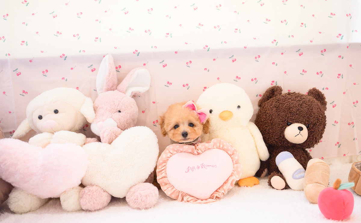 タイニープードルのアプリコットの女の子｜2026年2月7日生まれ｜No.11180｜画像8枚目