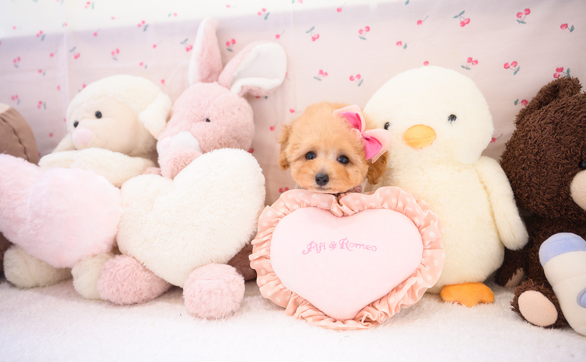 タイニープードルのアプリコットの女の子｜2026年2月7日生まれ｜No.11180｜画像9枚目