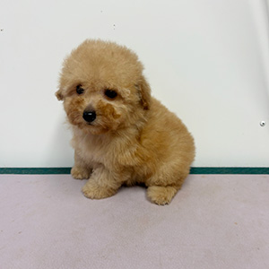 トイプードルのアプリコットの男の子｜2026年3月1日生まれ｜No.11184｜画像0枚目