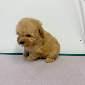 トイプードルのアプリコットの男の子｜2026年3月1日生まれ｜No.11184｜画像1枚目