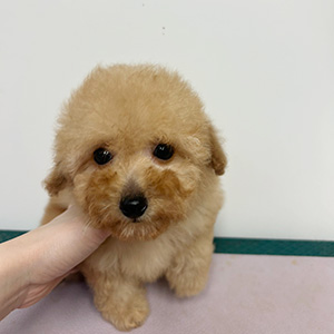 トイプードルのアプリコットの男の子｜2026年3月1日生まれ｜No.11184｜画像2枚目
