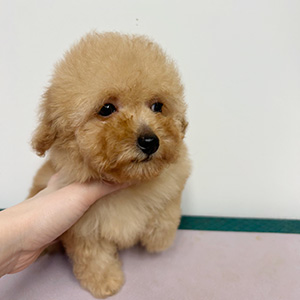 トイプードルのアプリコットの男の子｜2026年3月1日生まれ｜No.11184｜画像3枚目