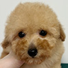 トイプードルのアプリコットの男の子（2026年3月1日生まれ）