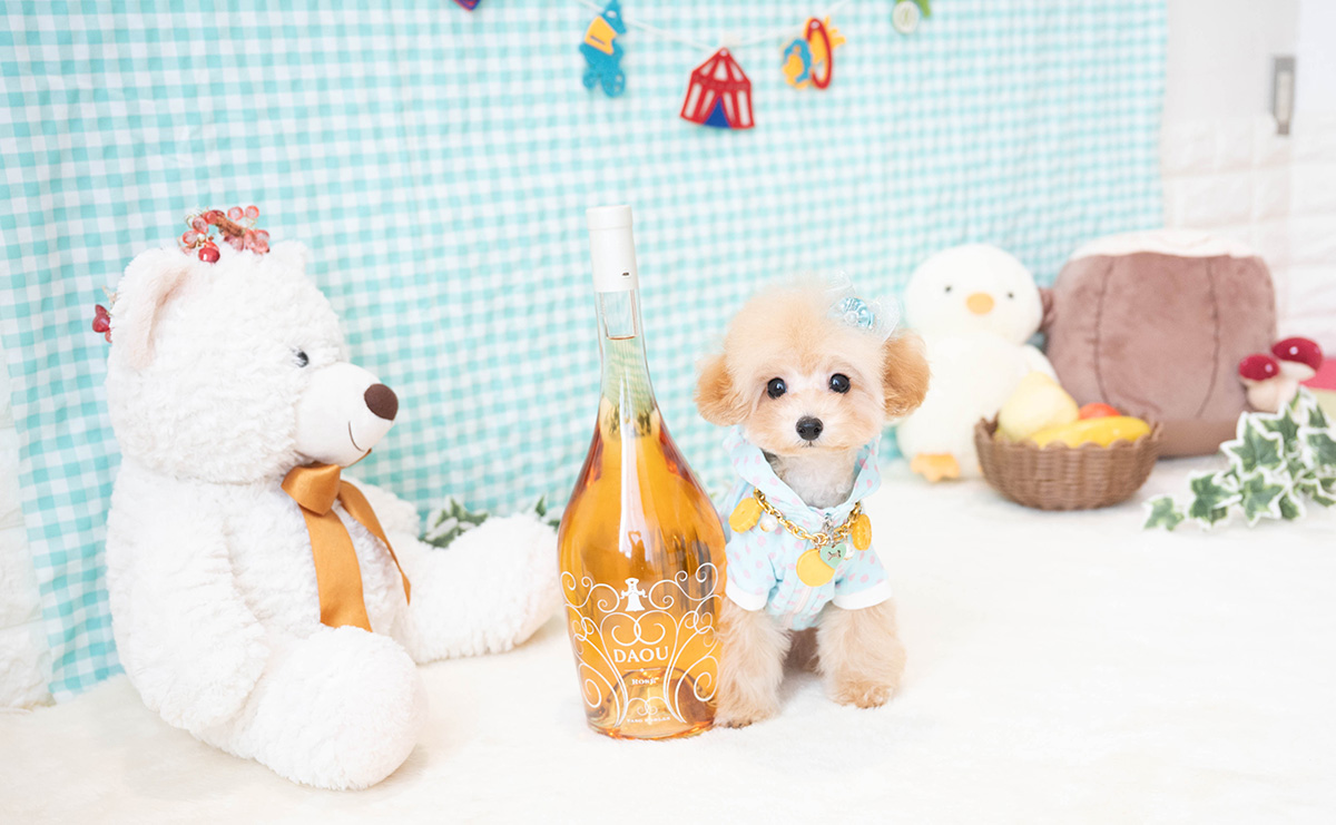 ティーカッププードルのアプリコットの男の子｜2025年11月30日生まれ｜No.11185｜画像1枚目