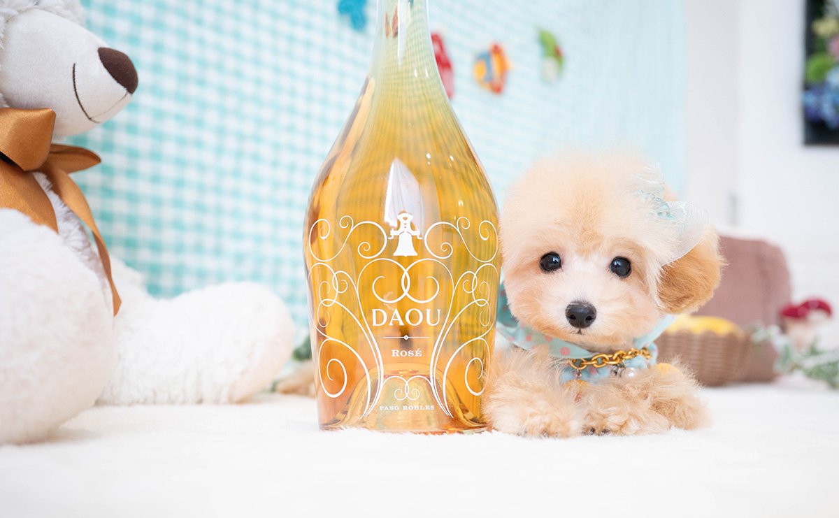 ティーカッププードルのアプリコットの男の子｜2025年11月30日生まれ｜No.11185｜画像2枚目