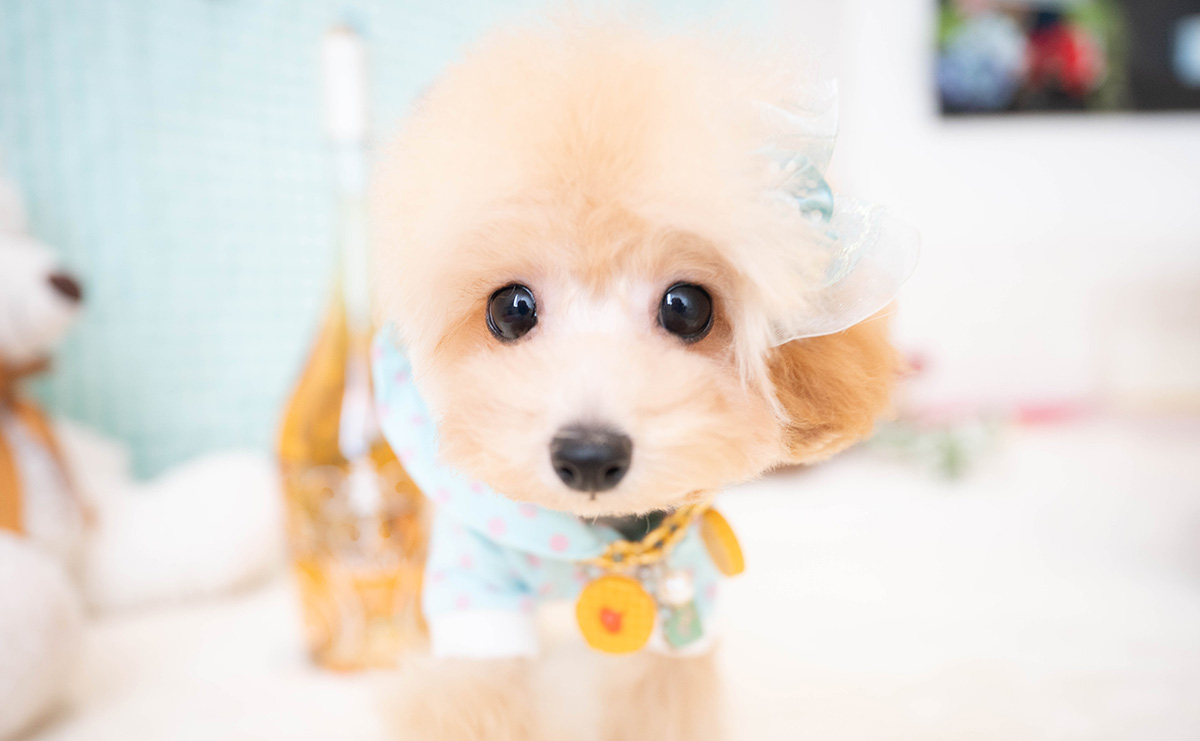 ティーカッププードルのアプリコットの男の子｜2025年11月30日生まれ｜No.11185｜画像3枚目