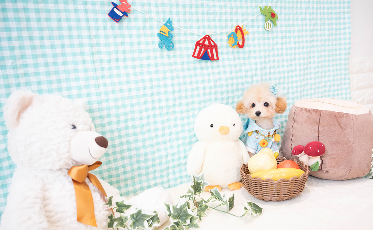 ティーカッププードルのアプリコットの男の子｜2025年11月30日生まれ｜No.11185｜画像4枚目