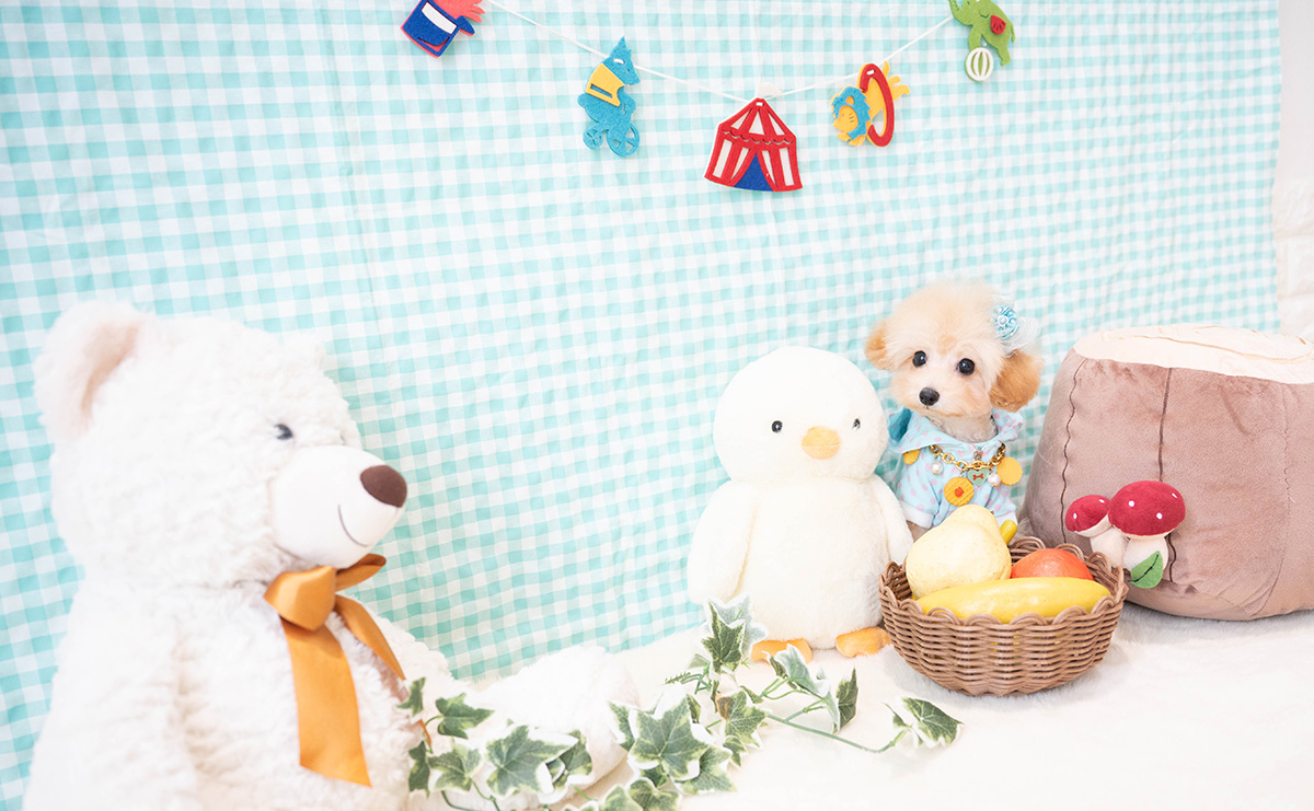 ティーカッププードルのアプリコットの男の子｜2025年11月30日生まれ｜No.11185｜画像5枚目