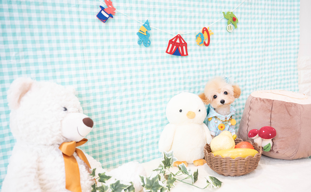 ティーカッププードルのアプリコットの男の子｜2025年11月30日生まれ｜No.11185｜画像6枚目