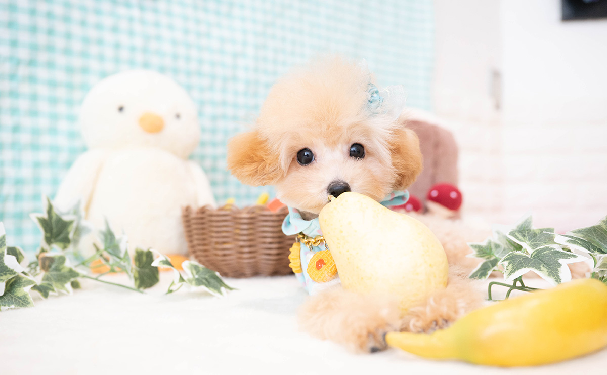 ティーカッププードルのアプリコットの男の子｜2025年11月30日生まれ｜No.11185｜画像0枚目