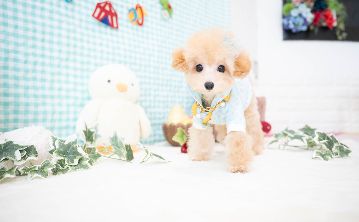 ティーカッププードルのアプリコットの男の子｜2025年11月30日生まれ｜No.11185｜画像7枚目