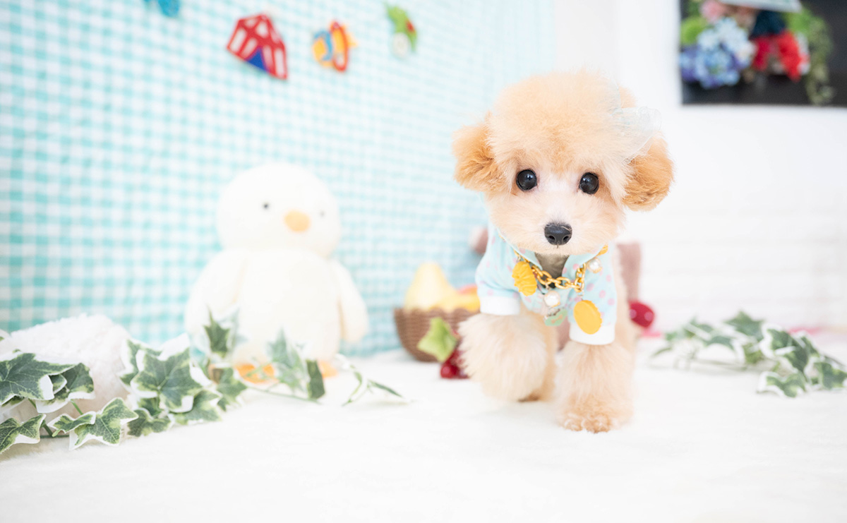 ティーカッププードルのアプリコットの男の子｜2025年11月30日生まれ｜No.11185｜画像8枚目
