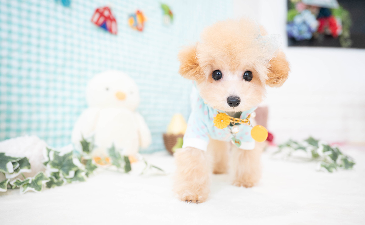 ティーカッププードルのアプリコットの男の子｜2025年11月30日生まれ｜No.11185｜画像9枚目