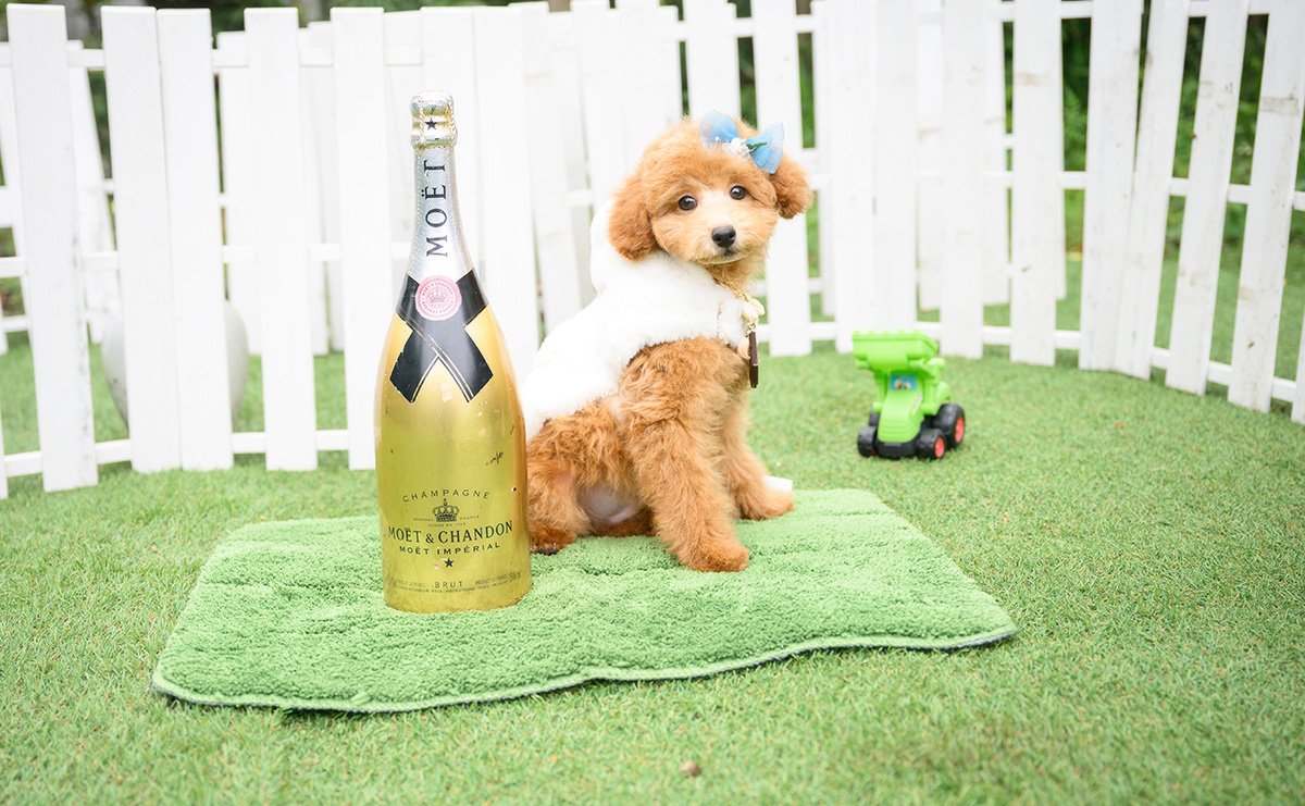 トイプードルのアプリコットの男の子｜2026年1月7日生まれ｜No.11186｜画像3枚目