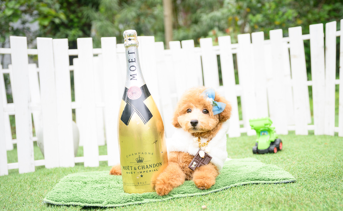 トイプードルのアプリコットの男の子｜2026年1月7日生まれ｜No.11186｜画像2枚目