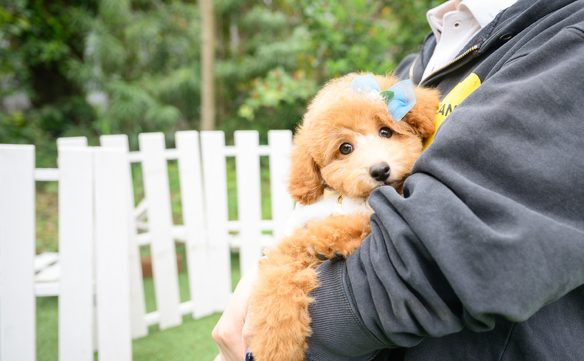 トイプードルのアプリコットの男の子｜2026年1月7日生まれ｜No.11186｜画像0枚目