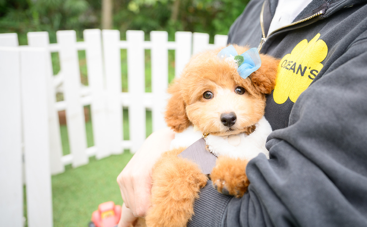 トイプードルのアプリコットの男の子｜2026年1月7日生まれ｜No.11186｜画像4枚目
