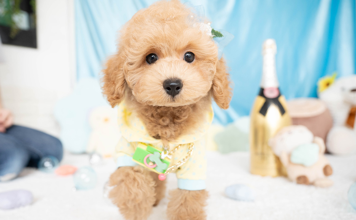 トイプードルのアプリコットの男の子|2026年5月23日生まれ|No.11333|画像2枚目