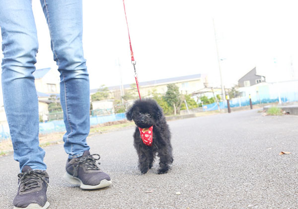 ブラックくんとのご縁を感じて頂ける飼い主様をお待ちしております | NO.08010 2枚目