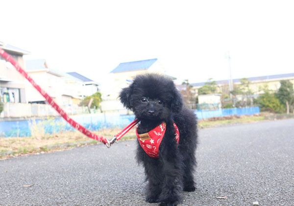 ブラックくんとのご縁を感じて頂ける飼い主様をお待ちしております | NO.08010 3枚目