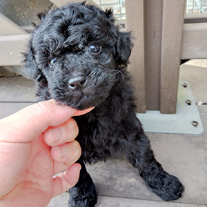 トイプードルのブラックの男の子|2025年9月23日生まれ|No.10913|画像2枚目