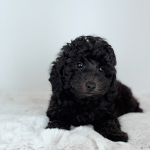トイプードルのブラックの男の子|2025年8月28日生まれ|No.10923|画像1枚目