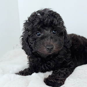 トイプードルのブラックの男の子|2025年8月28日生まれ|No.10923|画像2枚目