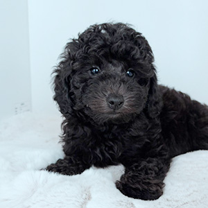 トイプードルのブラックの男の子|2025年8月28日生まれ|No.10923|画像3枚目