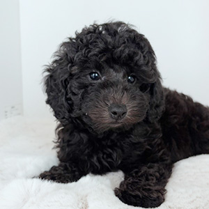 トイプードルのブラックの男の子|2025年8月28日生まれ|No.10923|画像4枚目