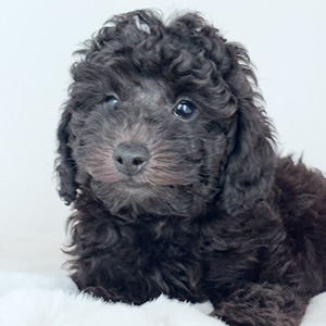 トイプードルのブラックの男の子|2025年8月28日生まれ|No.10923|画像5枚目