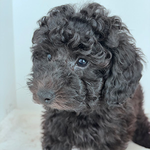 トイプードルのブラックの男の子|2025年8月28日生まれ|No.10923|画像6枚目