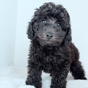 トイプードルのブラックの男の子|2025年8月28日生まれ|No.10923|画像7枚目