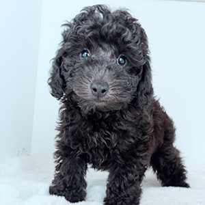 トイプードルのブラックの男の子|2025年8月28日生まれ|No.10923|画像8枚目