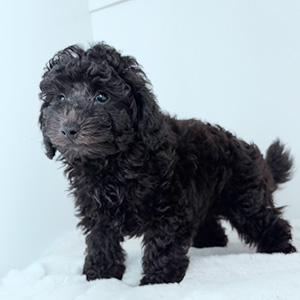 トイプードルのブラックの男の子|2025年8月28日生まれ|No.10923|画像9枚目