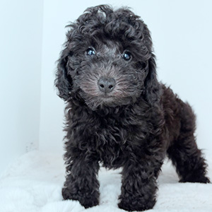 トイプードルのブラックの男の子|2025年8月28日生まれ|No.10923|画像10枚目
