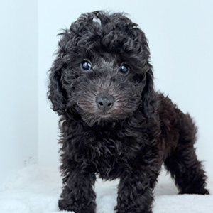 トイプードルのブラックの男の子|2025年8月28日生まれ|No.10923|画像11枚目