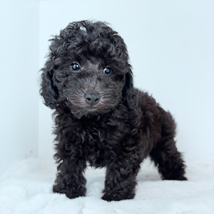 トイプードルのブラックの男の子|2025年8月28日生まれ|No.10923|画像12枚目