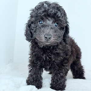 トイプードルのブラックの男の子|2025年8月28日生まれ|No.10923|画像13枚目