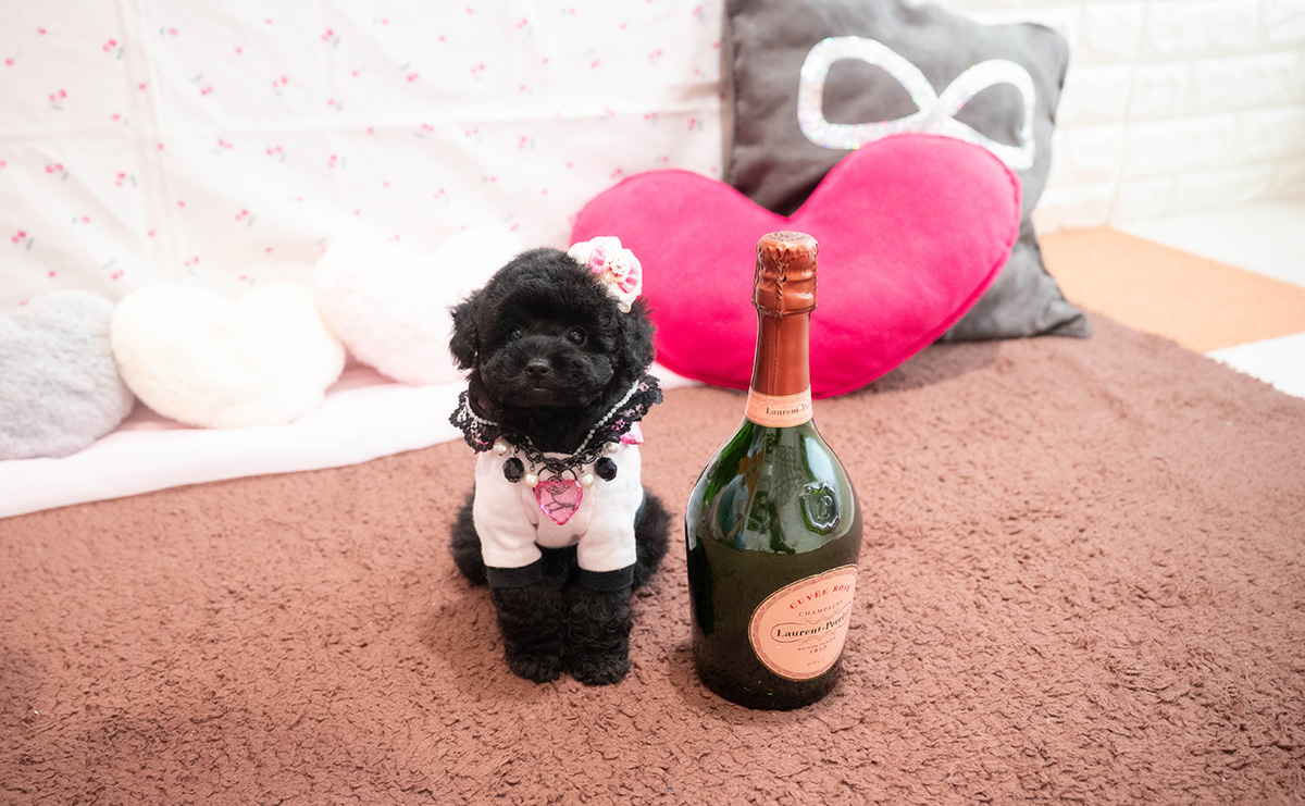 タイニープードルのブラックの女の子｜2025年9月6日生まれ｜No.10929｜画像1枚目