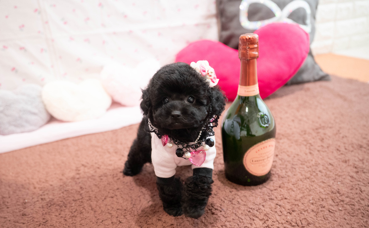 タイニープードルのブラックの女の子｜2025年9月6日生まれ｜No.10929｜画像2枚目