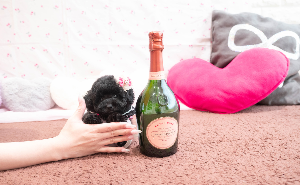 タイニープードルのブラックの女の子｜2025年9月6日生まれ｜No.10929｜画像3枚目