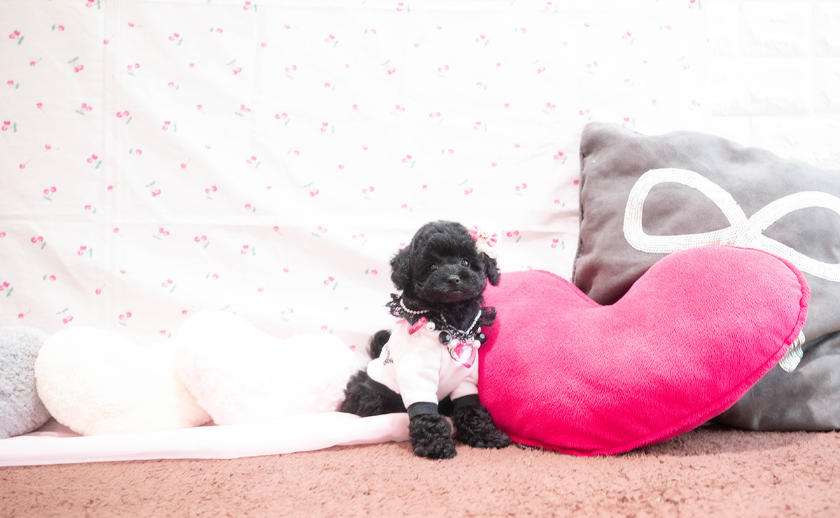 タイニープードルのブラックの女の子｜2025年9月6日生まれ｜No.10929｜画像5枚目