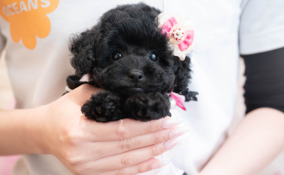 タイニープードルのブラックの女の子｜2025年9月6日生まれ｜No.10929｜画像6枚目