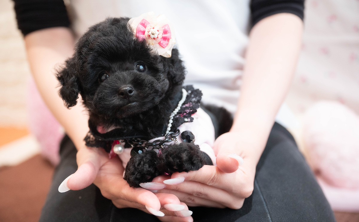 タイニープードルのブラックの女の子｜2025年9月6日生まれ｜No.10929｜画像0枚目