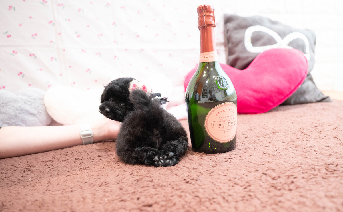 タイニープードルのブラックの女の子｜2025年9月6日生まれ｜No.10929｜画像4枚目