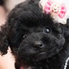 タイニープードルのブラックの女の子（2025年9月6日生まれ）