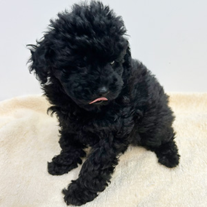 トイプードルのブラックの男の子|2025年9月9日生まれ|No.10932|画像2枚目