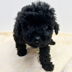 トイプードルのブラックの男の子｜2025年9月9日生まれ｜No.10932｜画像3枚目