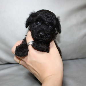 トイプードルのブラックの男の子｜2025年10月3日生まれ｜No.10947｜画像0枚目
